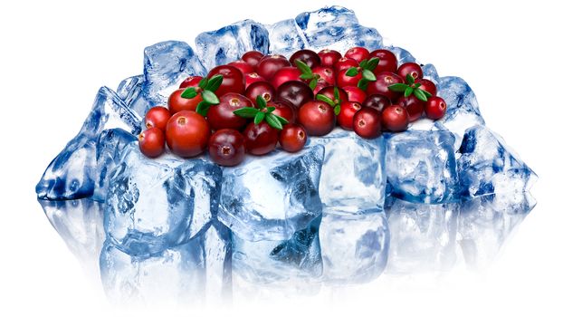 Heap of wild cranberries freezing on rough crushed ice. Clipping path, large depth of field 