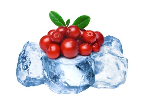 Heap of wild lingonberries freezing on rough crushed ice. Clipping paths for both berries and whole composite