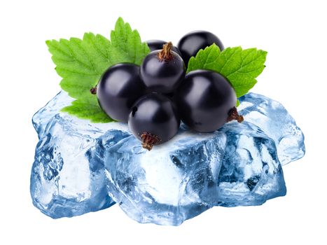 Heap of black currants freezing on rough crushed ice. Clipping paths for both isolated blackcurrants and whole composite,  large depth of field 