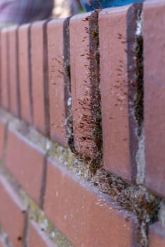 Moss among the bricks of the building.