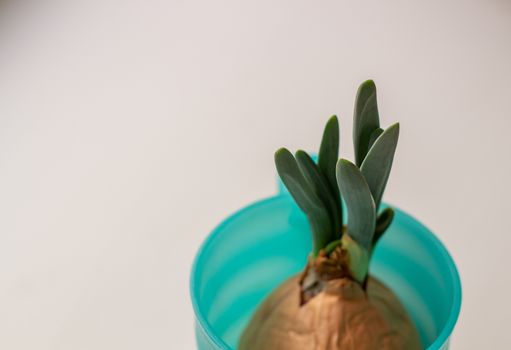Green onion with root in a glass on a white background.