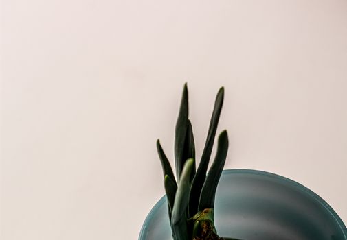 Green onion with root in a glass on a white background.