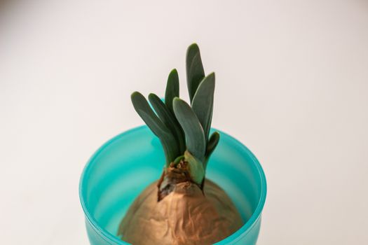 Green onion with root in a glass on a white background.