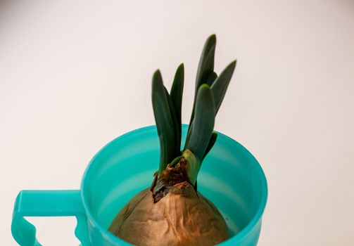 Green onion with root in a glass on a white background.