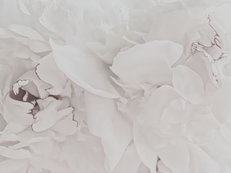 White peony flower as abstract floral background for holiday branding design