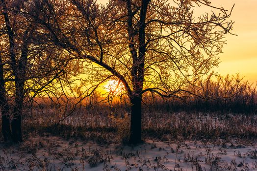 Winter sunset in forest. Tree back-lit with sunlight