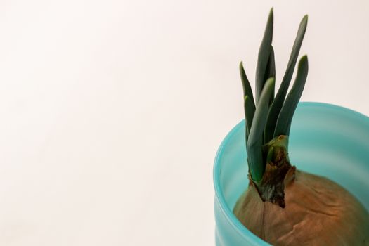 Green onion with root in a glass on a white background.
