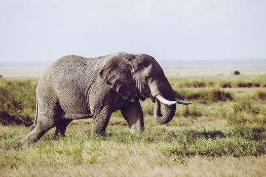 Elephant in Amboseli national Park, Kenya, Africa