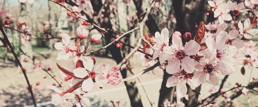 Vintage background of apple tree flowers bloom, floral blossom in sunny spring