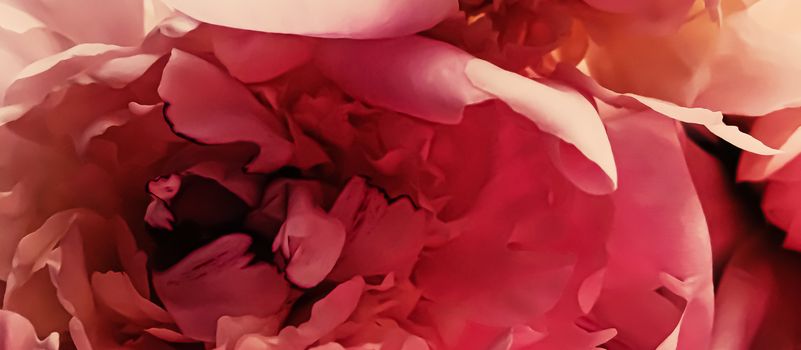 Red peony flower as abstract floral background for holiday branding design