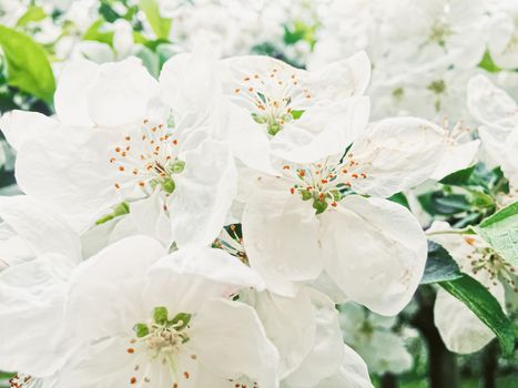 Blooming apple tree flowers in spring garden as beautiful nature landscape, plantation and agriculture scenery