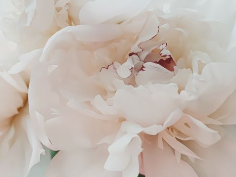 Beige peony flower as abstract floral background for holiday branding design