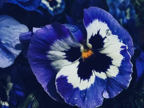 Blue flower on dark background, floral and nature concept