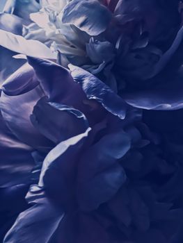 Purple peony flower as abstract floral background for holiday branding design