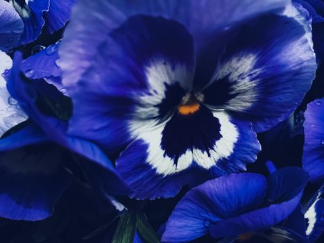 Blue flower on dark background, floral and nature concept