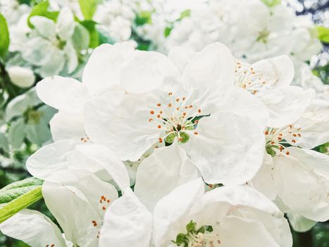 Blooming apple tree flowers in spring garden as beautiful nature landscape, plantation and agriculture scenery