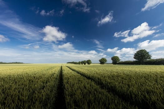 Near Ulceby, Lincolnshire, UK, July 2017, View of a row of trees and crops in the Lincolnshire Wolds