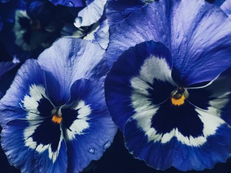 Blue flower on dark background, floral and nature concept