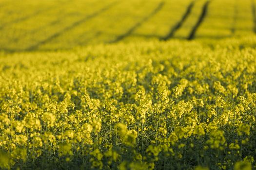 Near Normanby, Lincolnshire, UK, July 2017, View of Rapeseed field in Lincolnshire Wolds near Viking Way