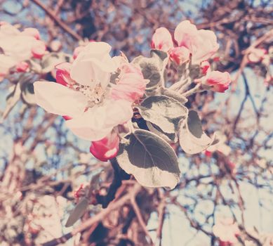 Blooming apple tree flowers in spring as floral background, nature and agriculture