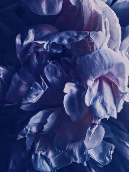 Purple peony flower as abstract floral background for holiday branding design