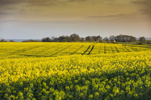 Near Normanby, Lincolnshire, UK, July 2017, View of Lincolnshire Wolds from Viking Way