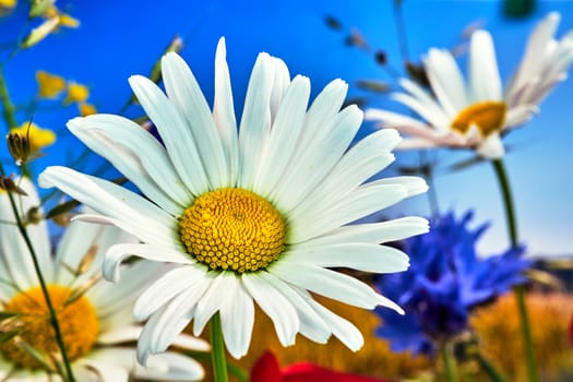 details of beautiful white screed flowers in the meadow during spring