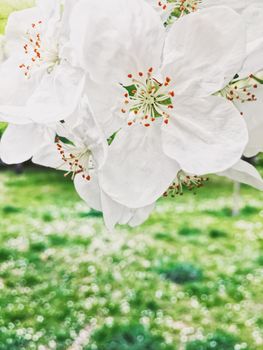 Blooming apple tree flowers in spring garden as beautiful nature landscape, plantation and agriculture scenery