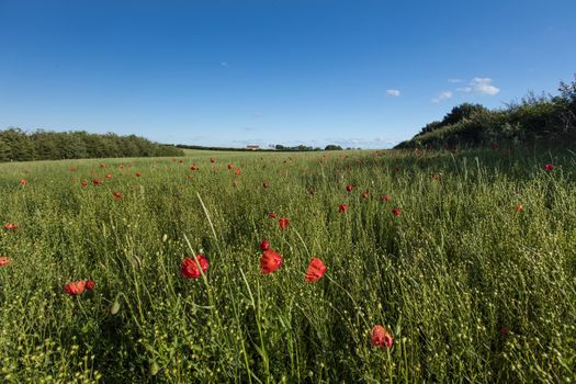 Near Belchford, Lincolnshire, UK, July 2017, View of Lincolnshire Wolds and a field with Poppies