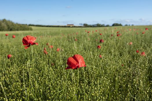 Near Belchford, Lincolnshire, UK, July 2017, View of Lincolnshire Wolds and a field with Poppies