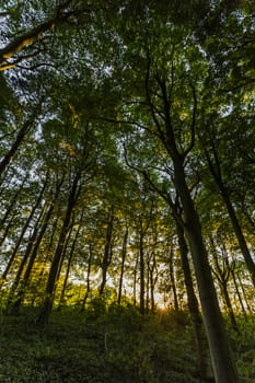 Near Belchford, Lincolnshire, UK, July 2017, View of tree canopy near the Bluestone Heath Road