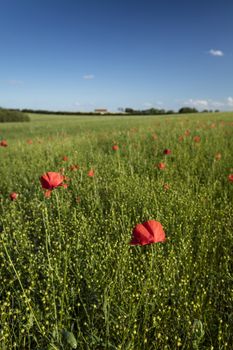 Near Belchford, Lincolnshire, UK, July 2017, View of Lincolnshire Wolds and a field with Poppies