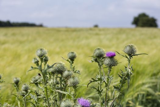 Near Normanby, Lincolnshire, UK, July 2017, View of Lincolnshire Wolds from Viking Way