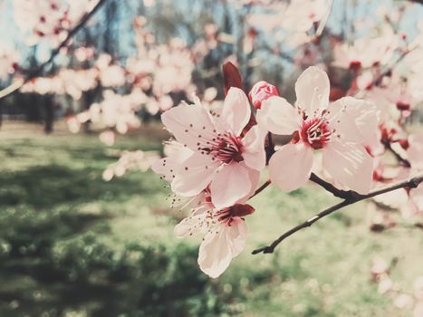 Vintage background of apple tree flowers bloom, floral blossom in sunny spring