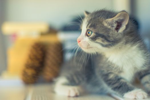 side view of a gray-white kitten sitting on a shelf