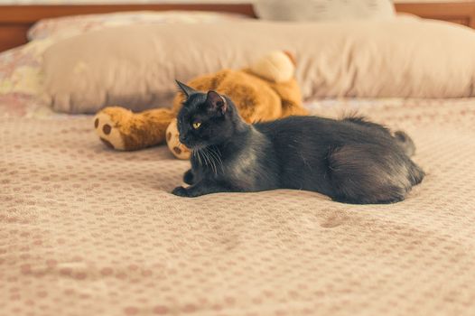 black cat rest on a bed near a teddy bear