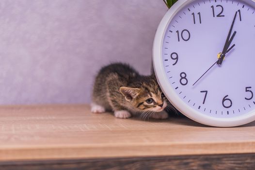 striped kitten hid behind a clock on a wooden table