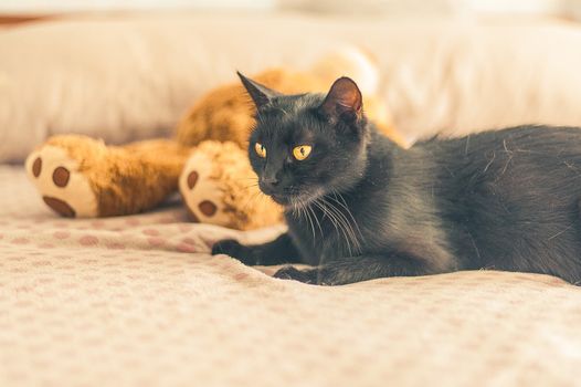 black cat lies on a bed near a teddy bear