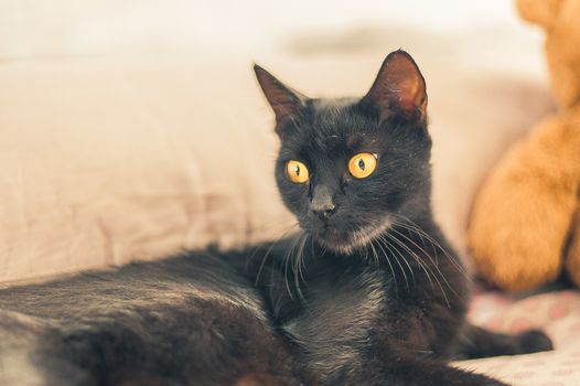 close portrait of a black cat with yellow eyes