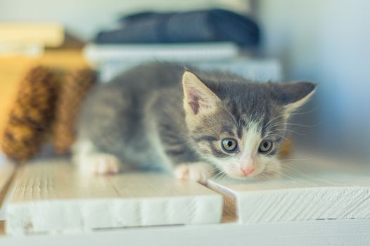 beautiful gray kitten sits on white boards