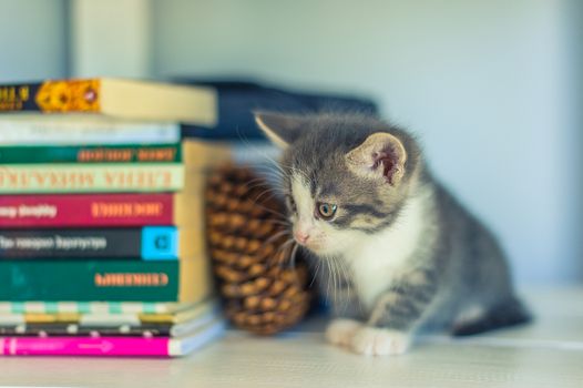 Gray kitten sits near books and cones