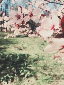 Vintage background of apple tree flowers bloom, floral blossom in sunny spring