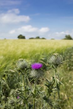 Near Normanby, Lincolnshire, UK, July 2017, View of Lincolnshire Wolds from Viking Way