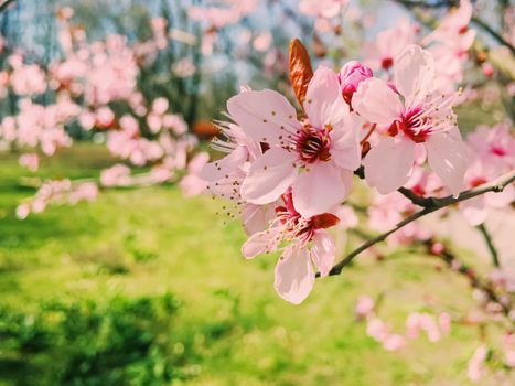 Apple tree flowers bloom, floral blossom in sunny spring