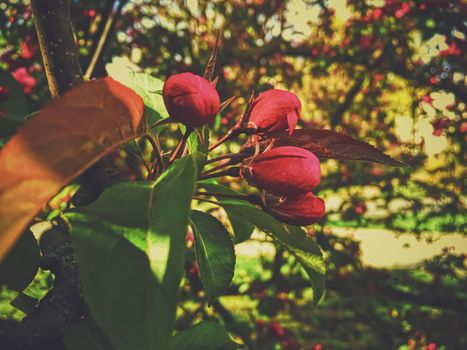 Red berries on tree at sunset in spring, nature and agriculture