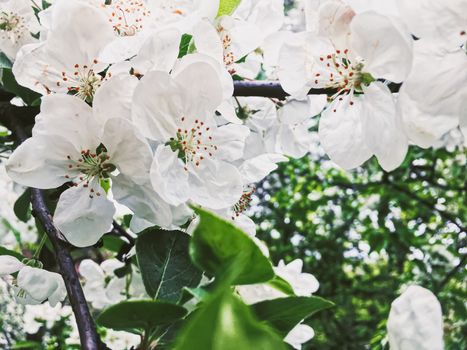 Blooming apple tree flowers in spring garden as beautiful nature landscape, plantation and agriculture scenery