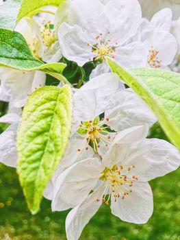 Blooming apple tree flowers in spring garden as beautiful nature landscape, plantation and agriculture scenery