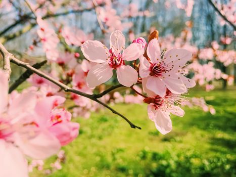 Apple tree flowers bloom, floral blossom in sunny spring