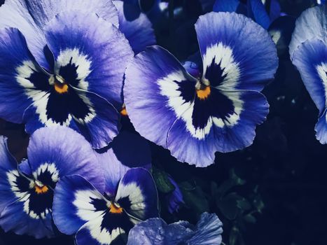 Blue flower on dark background, floral and nature concept