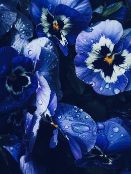 Blue flower on dark background, floral and nature concept